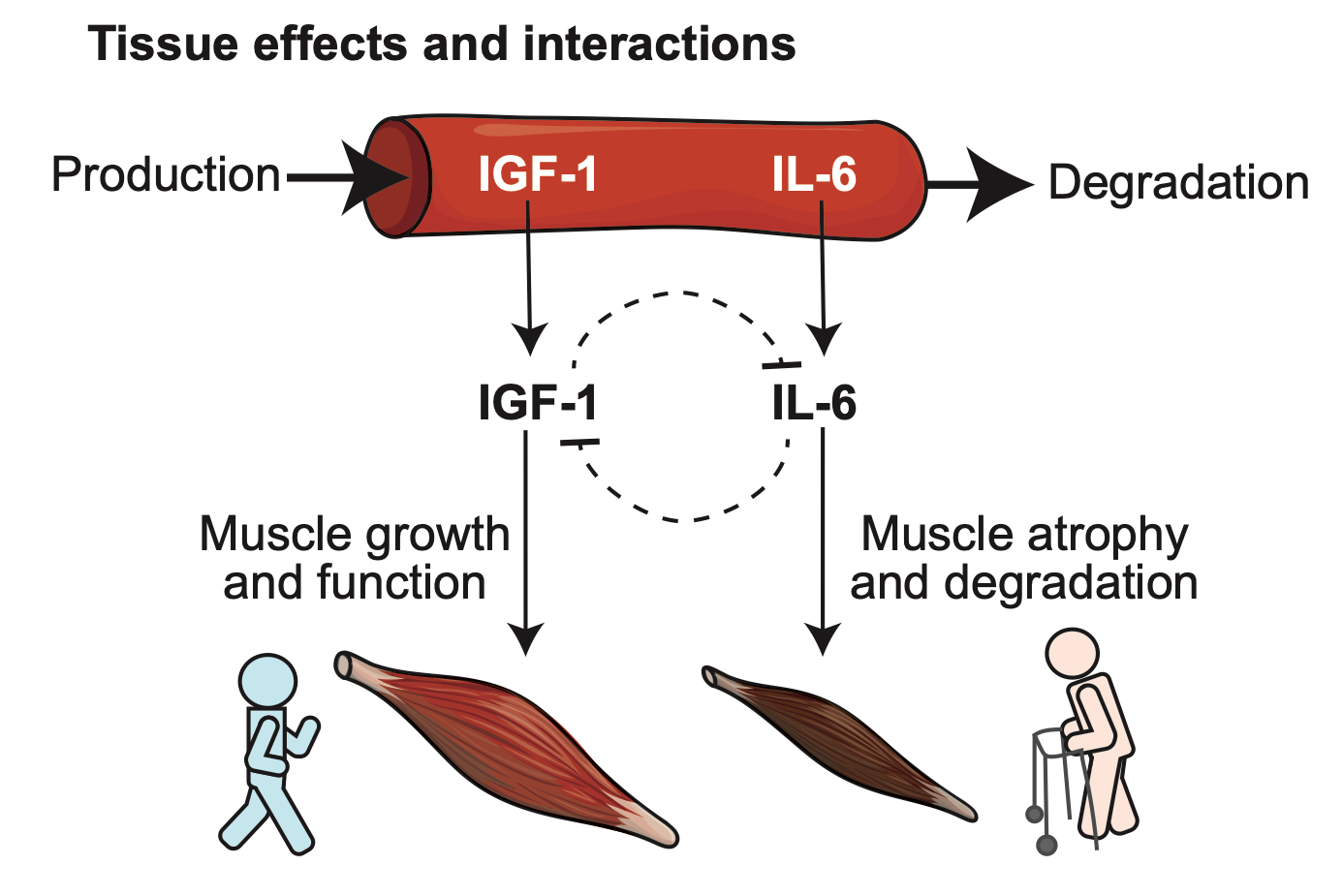 Dynamic model assuming mutually inhibitory biomarkers of frailty suggests bistability with contrasting mobility phenotypes